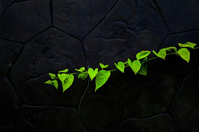 Xatırələr beyində iki cür depolanır.